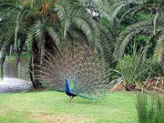 183 D35 PARC OLBIUS RIQUIER A HYERES_000013